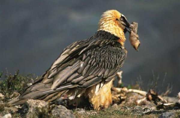 典丰投资 吃了一整头鹿，蟒蛇为什么又把它吐出来？