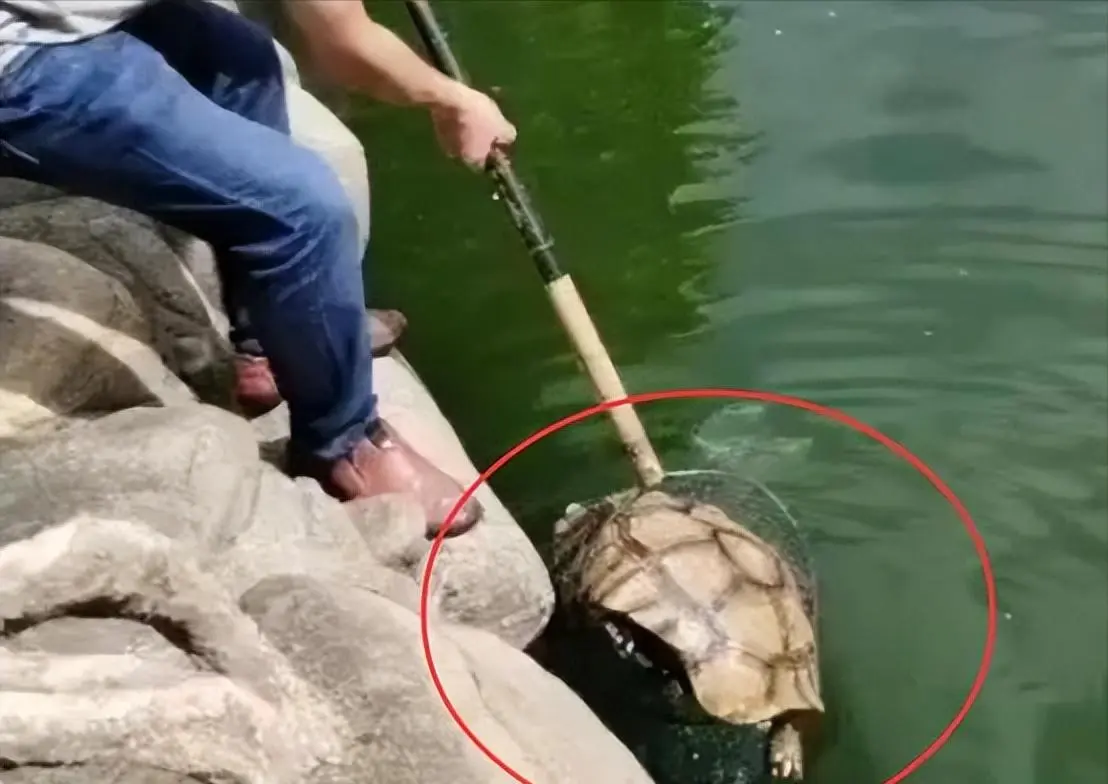 好多牛 广东捞出巨大入侵物种！重达37斤，一池塘鱼被吃的断子绝孙