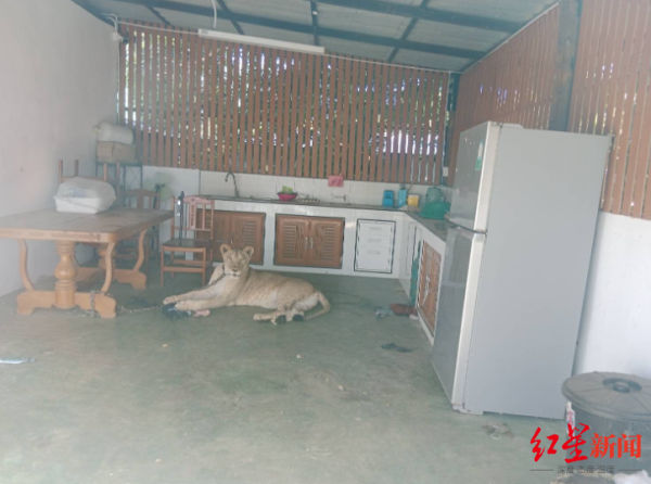 兴盛网 泰国网红家养狮子出逃，咬伤两人！官方紧急没收狮子，主人或将面临监禁